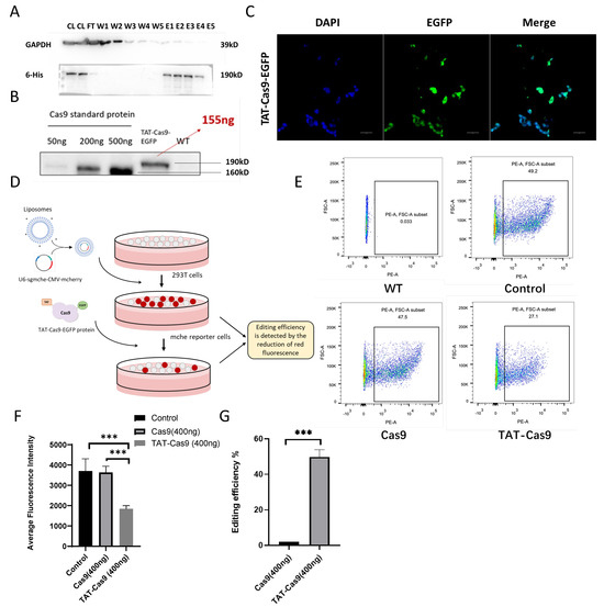 Construction of a TAT-Cas9-EGFP Site-Specific Integration