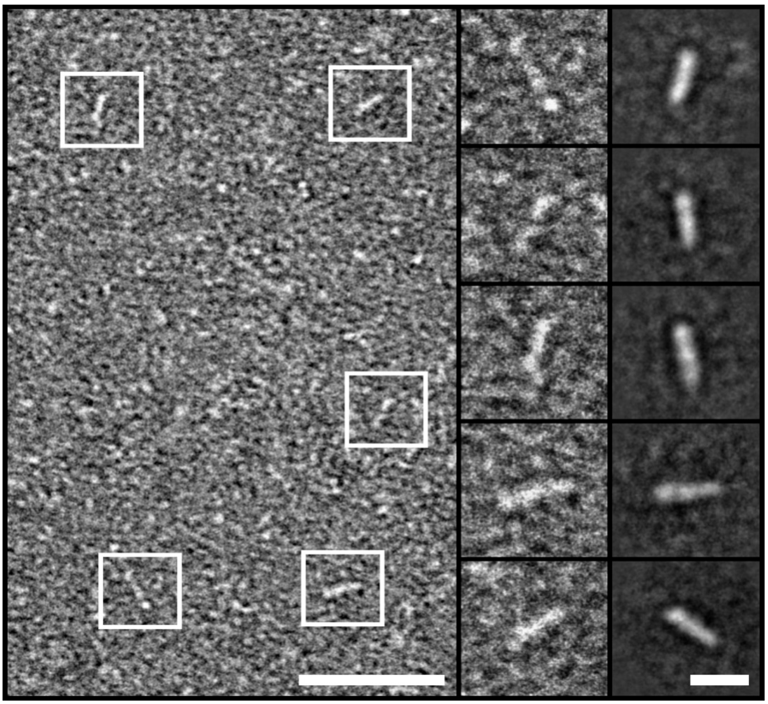 Ijms 26 01356 g004 Ijms 26 01356 g004