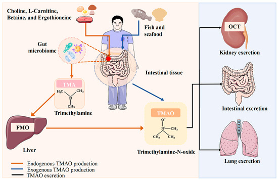 The Role of Gut Microbiota-Derived Trimethylamine N-Oxide in