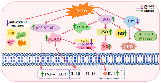 The Role of Gut Microbiota-Derived Trimethylamine N-Oxide in