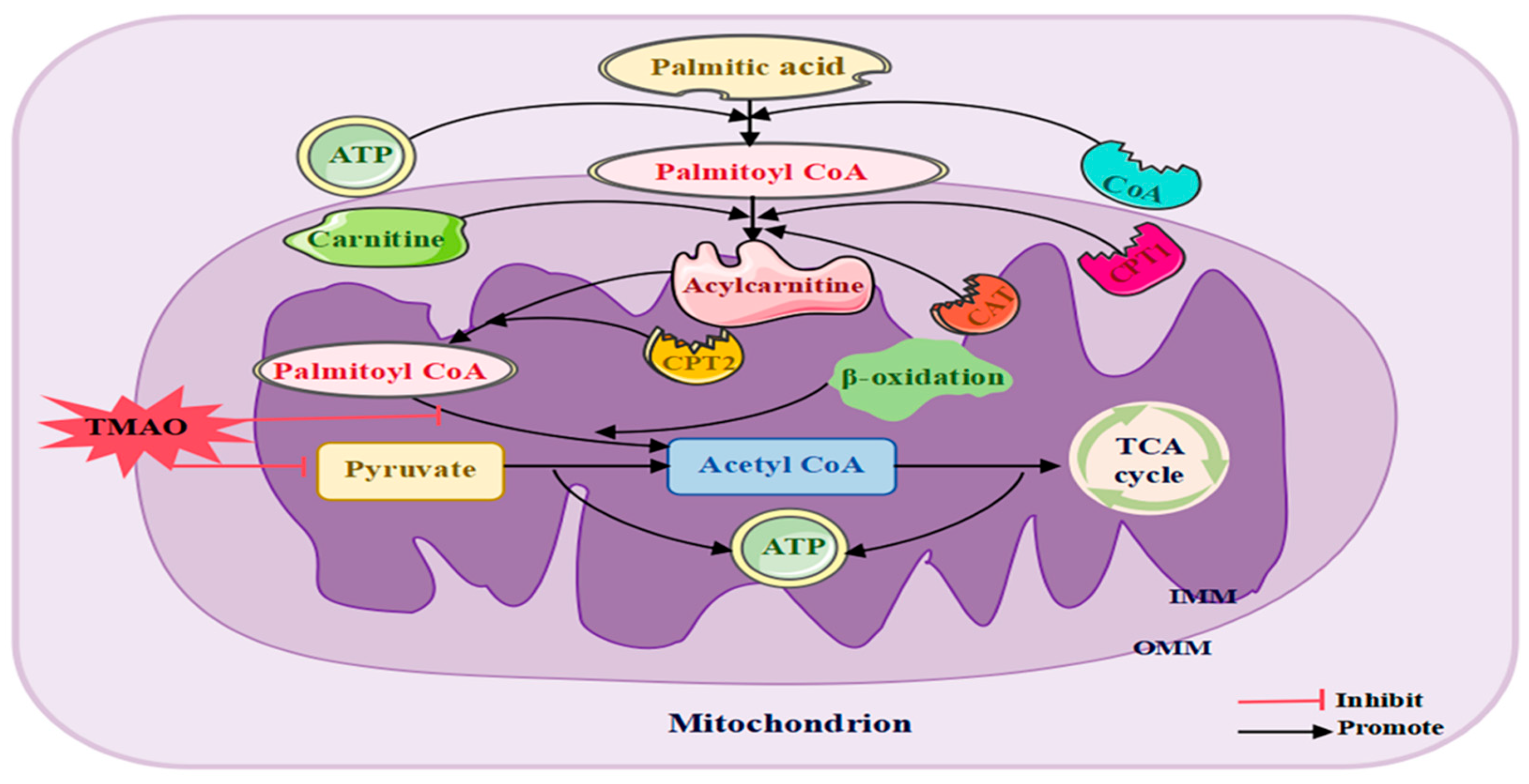 The Role of Gut Microbiota-Derived Trimethylamine N-Oxide in