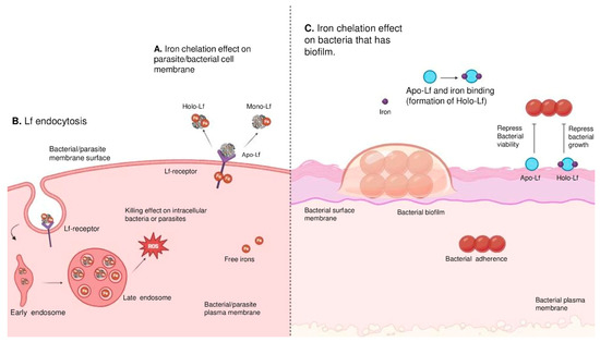 Lactoferrin: Properties and Potential Uses in the Food Industry Lactoferrin: Properties and Potential Uses in the Food Industry