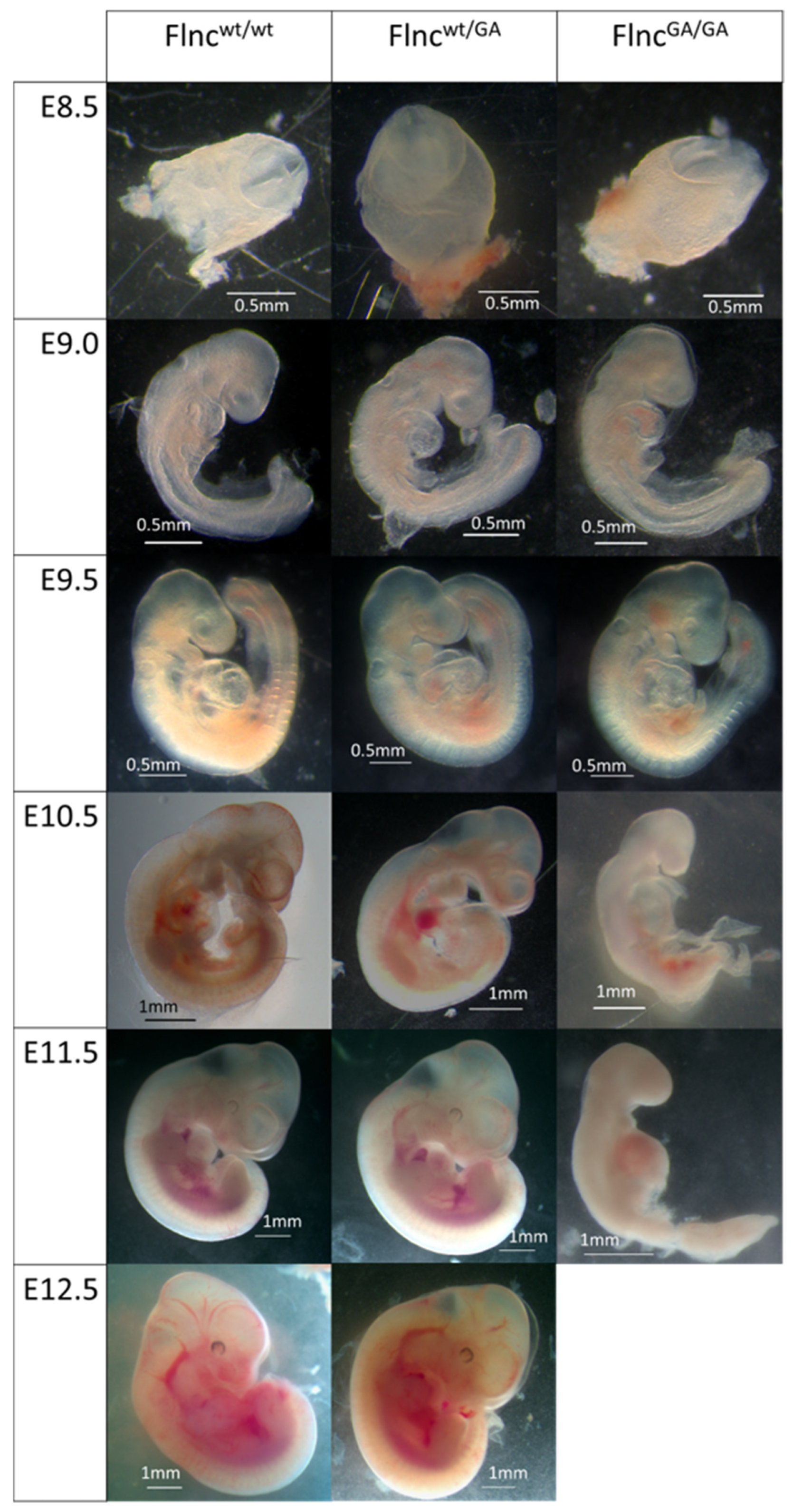 Ijms 26 01409 g002 Ijms 26 01409 g002