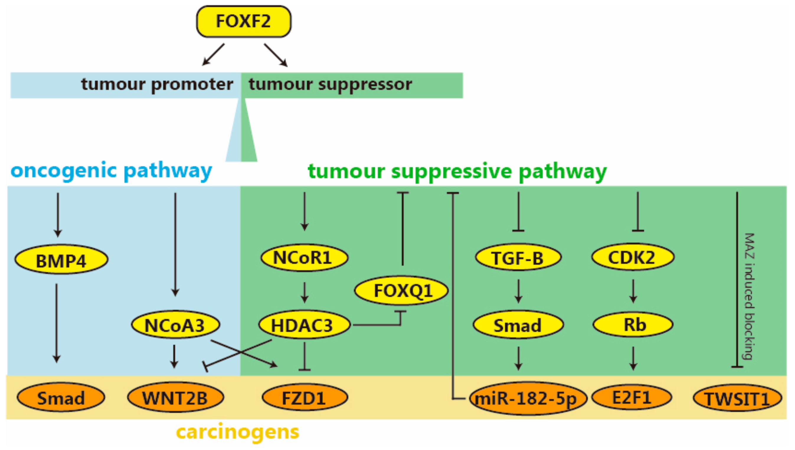 Ijms 26 01415 g004 Ijms 26 01415 g004