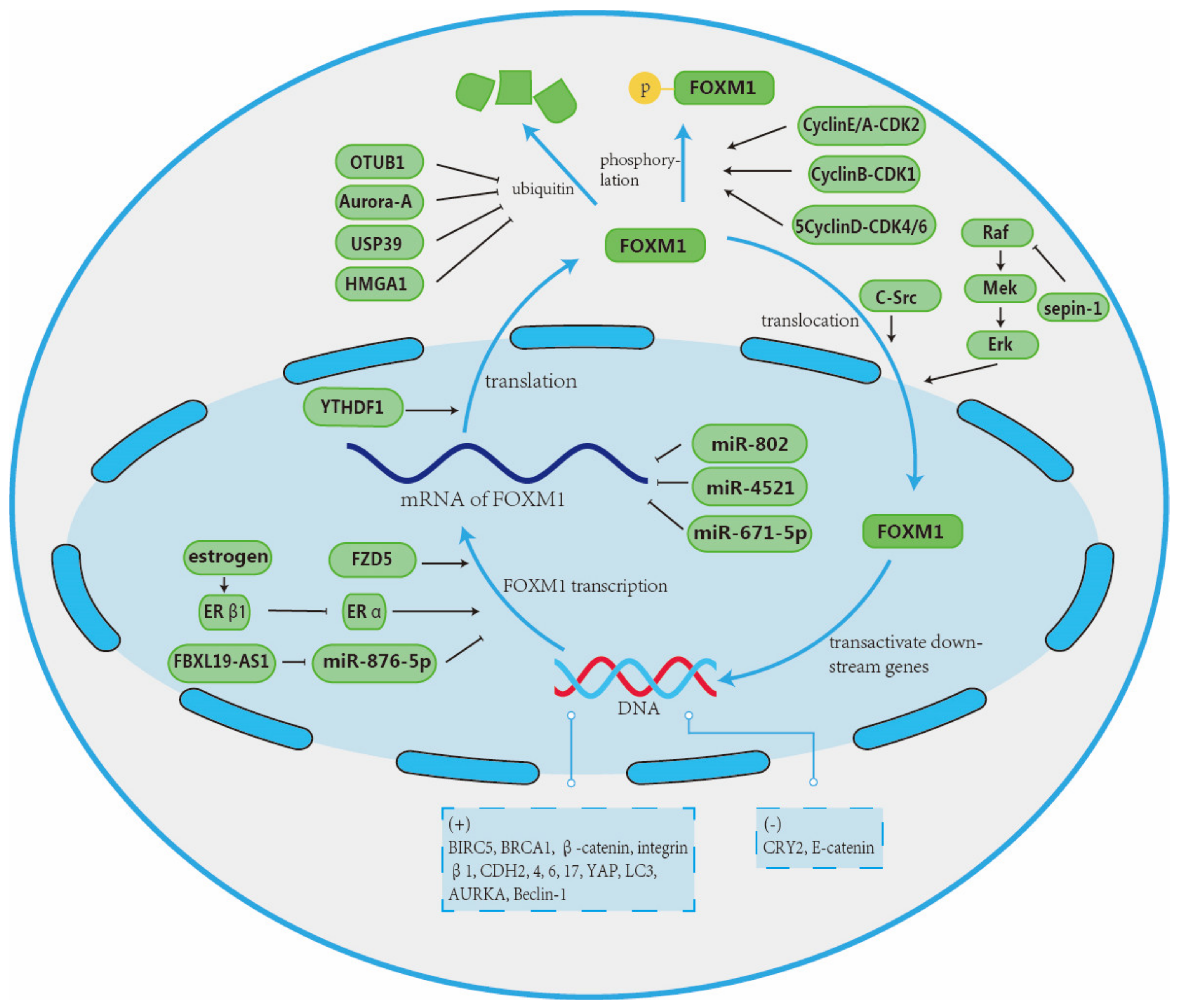 Ijms 26 01415 g005 Ijms 26 01415 g005