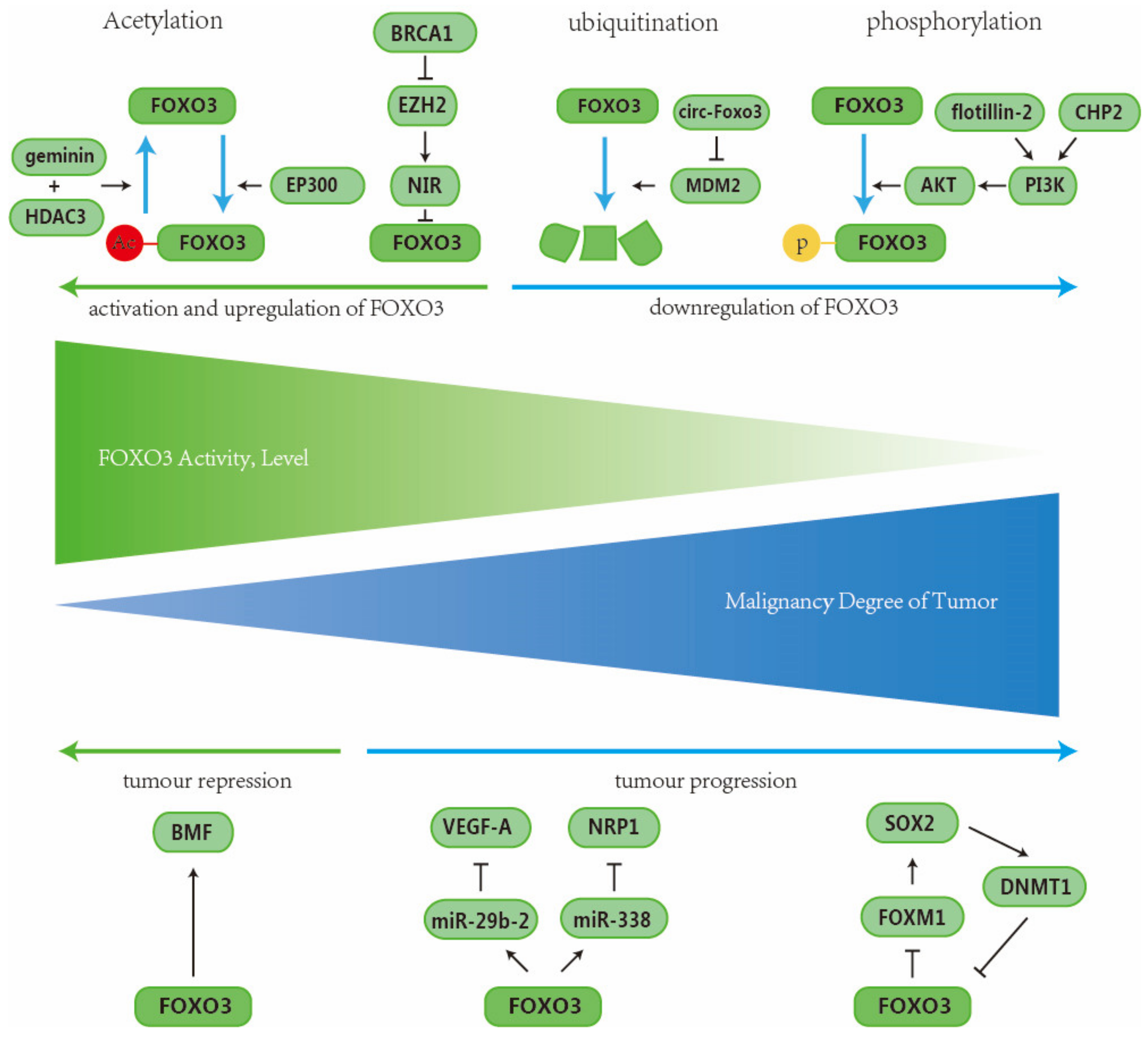 Ijms 26 01415 g006 Ijms 26 01415 g006