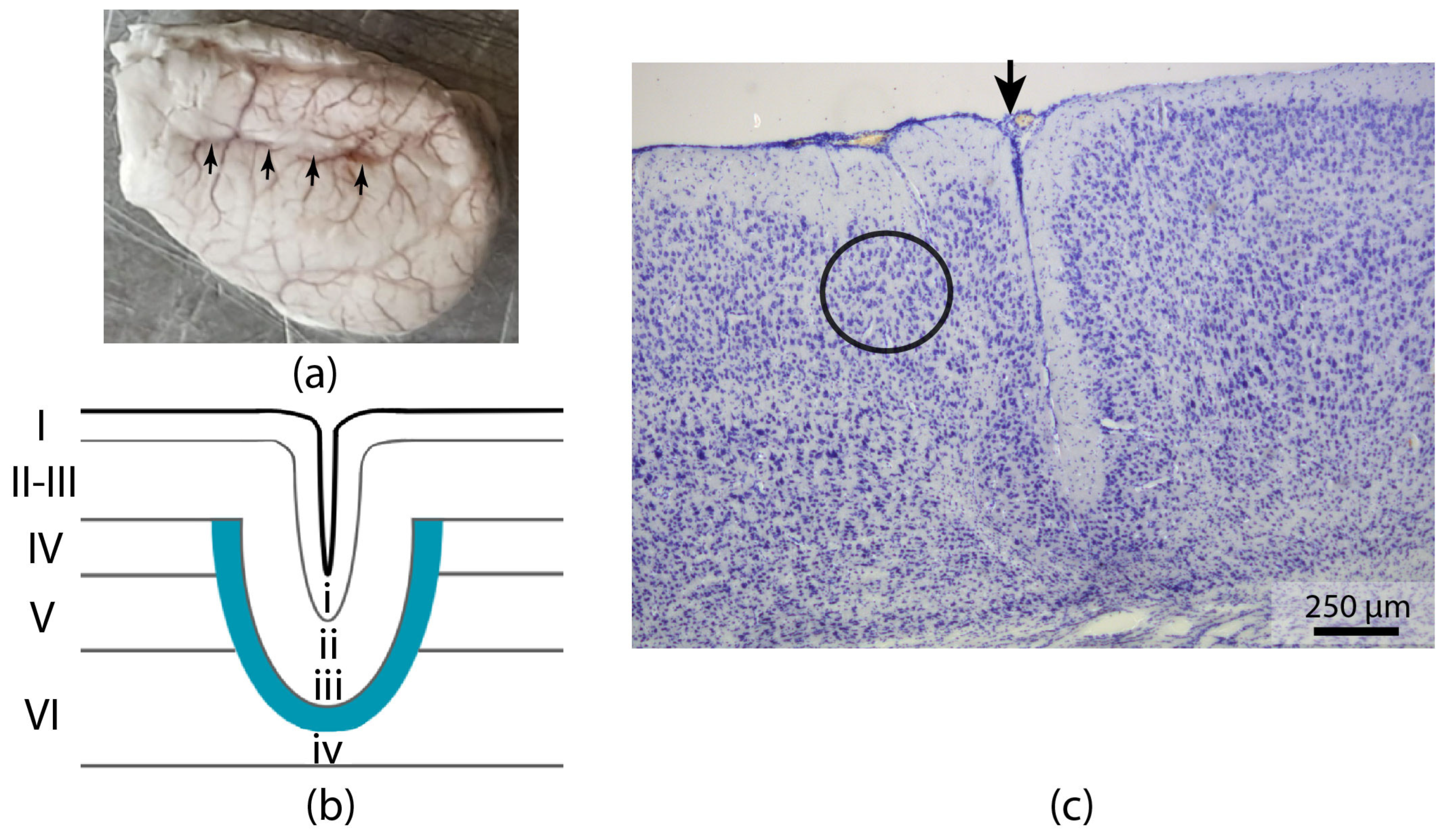 Ijms 26 01423 g001 Ijms 26 01423 g001