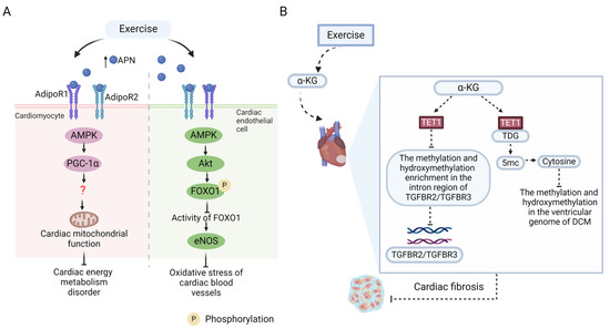 Exercise in Diabetic Cardiomyopathy: Its Protective Effects