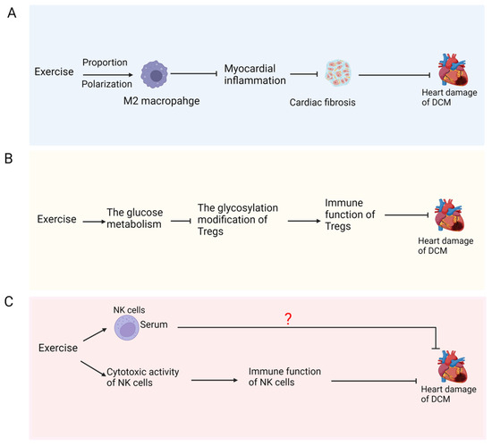 Exercise in Diabetic Cardiomyopathy: Its Protective Effects