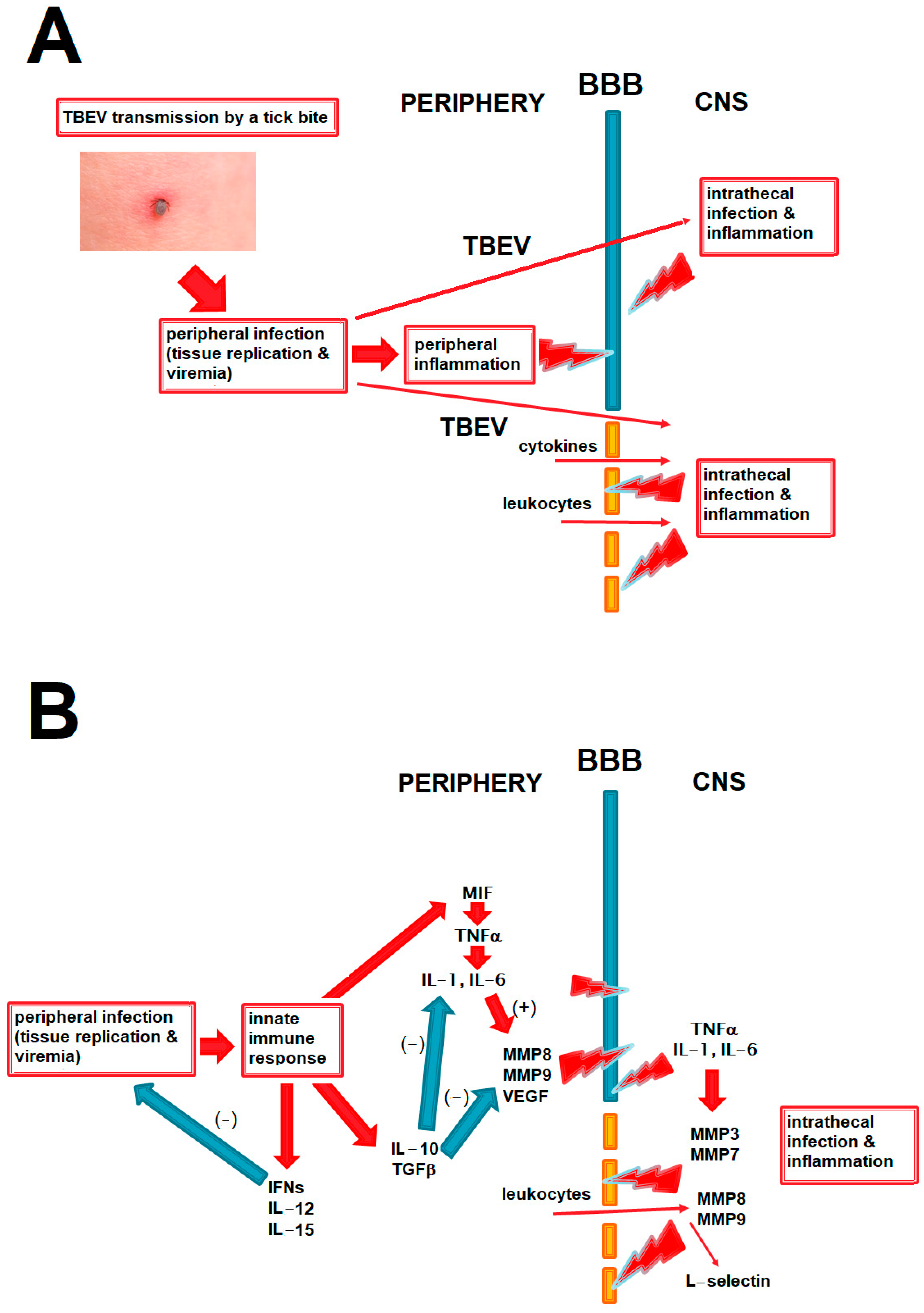 Ijms 26 01503 g001 Ijms 26 01503 g001