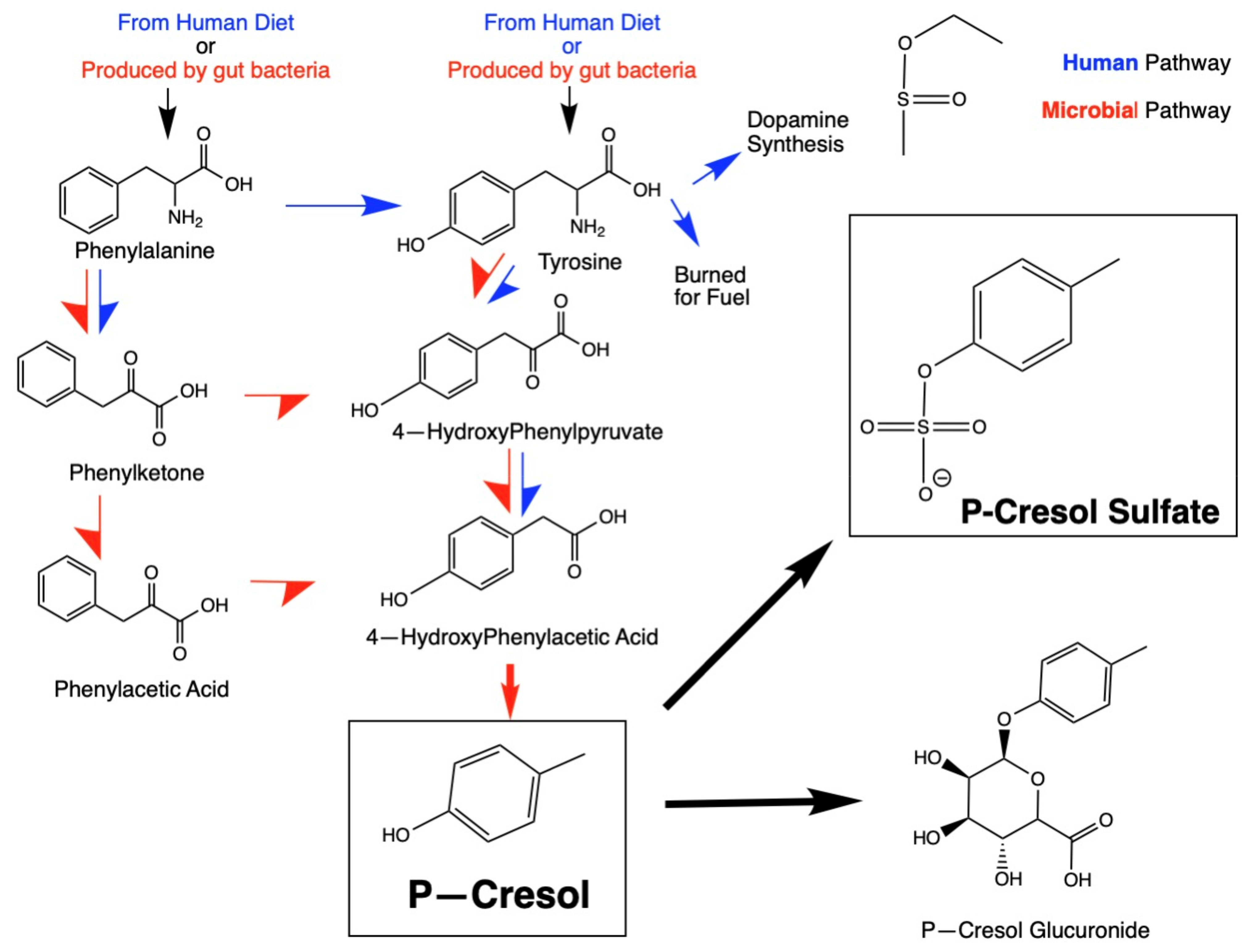 Ijms 26 01513 g001 Ijms 26 01513 g001