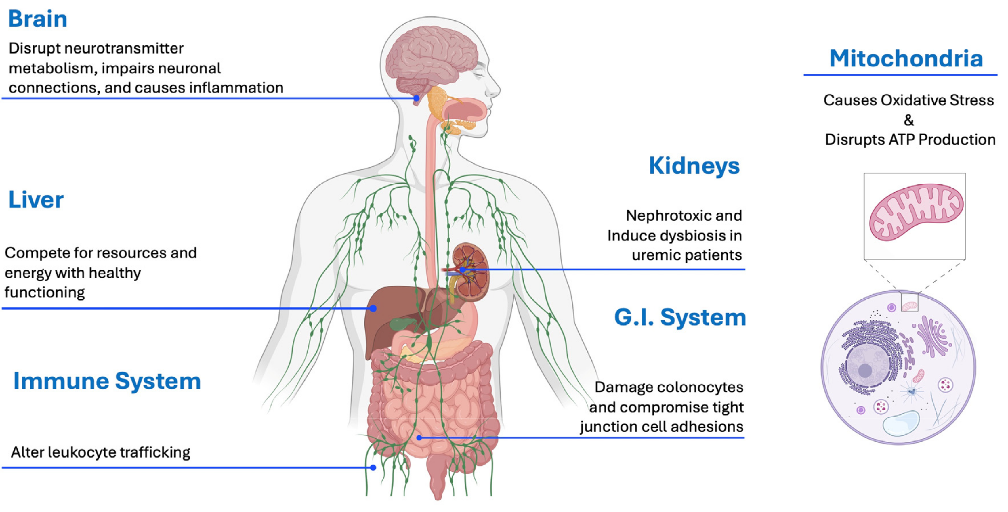 Ijms 26 01513 g004 Ijms 26 01513 g004