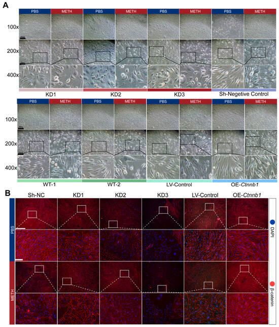 Decreasing β-Catenin Leads to Altered Endothelial Morphology