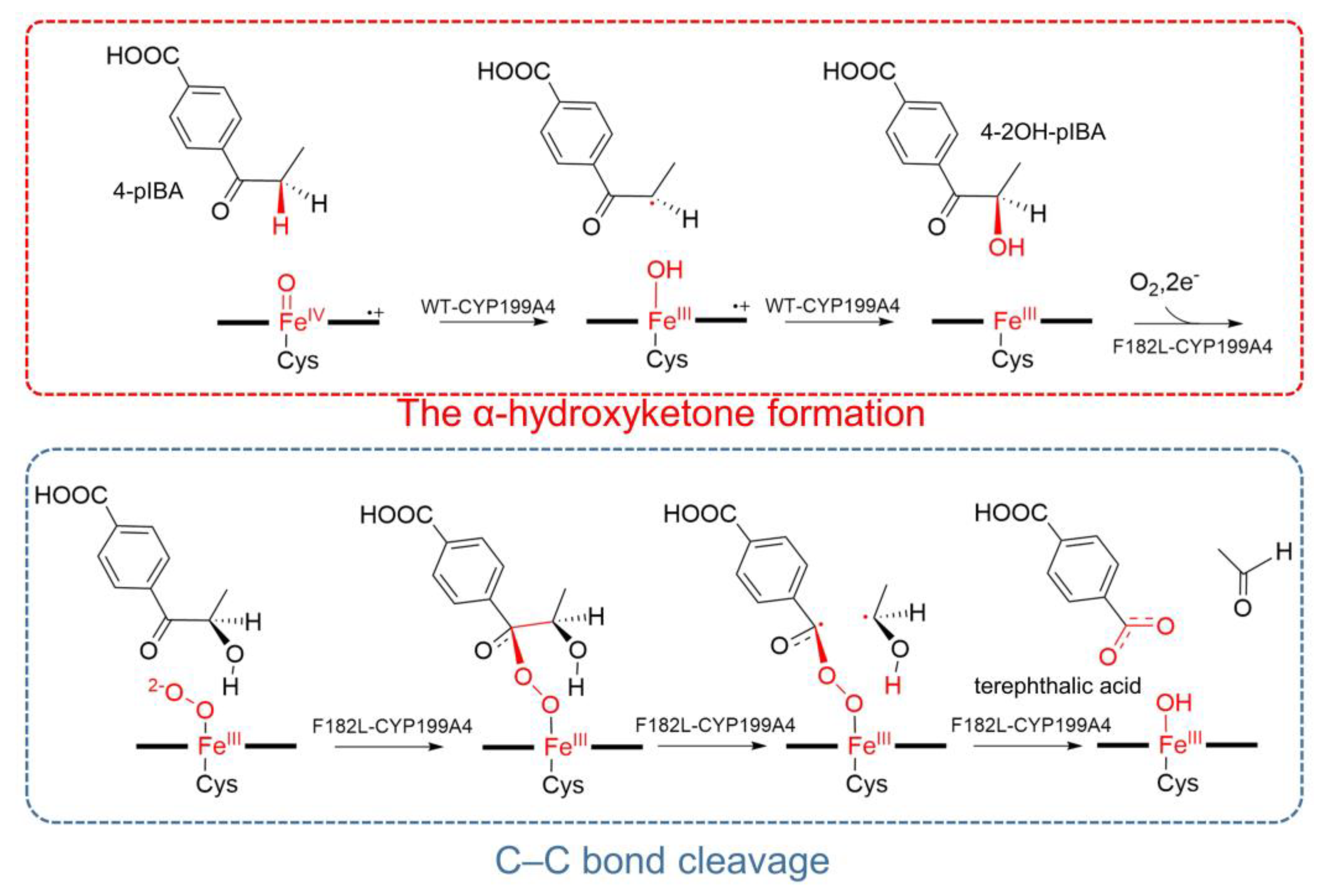 Ijms 26 01526 sch002