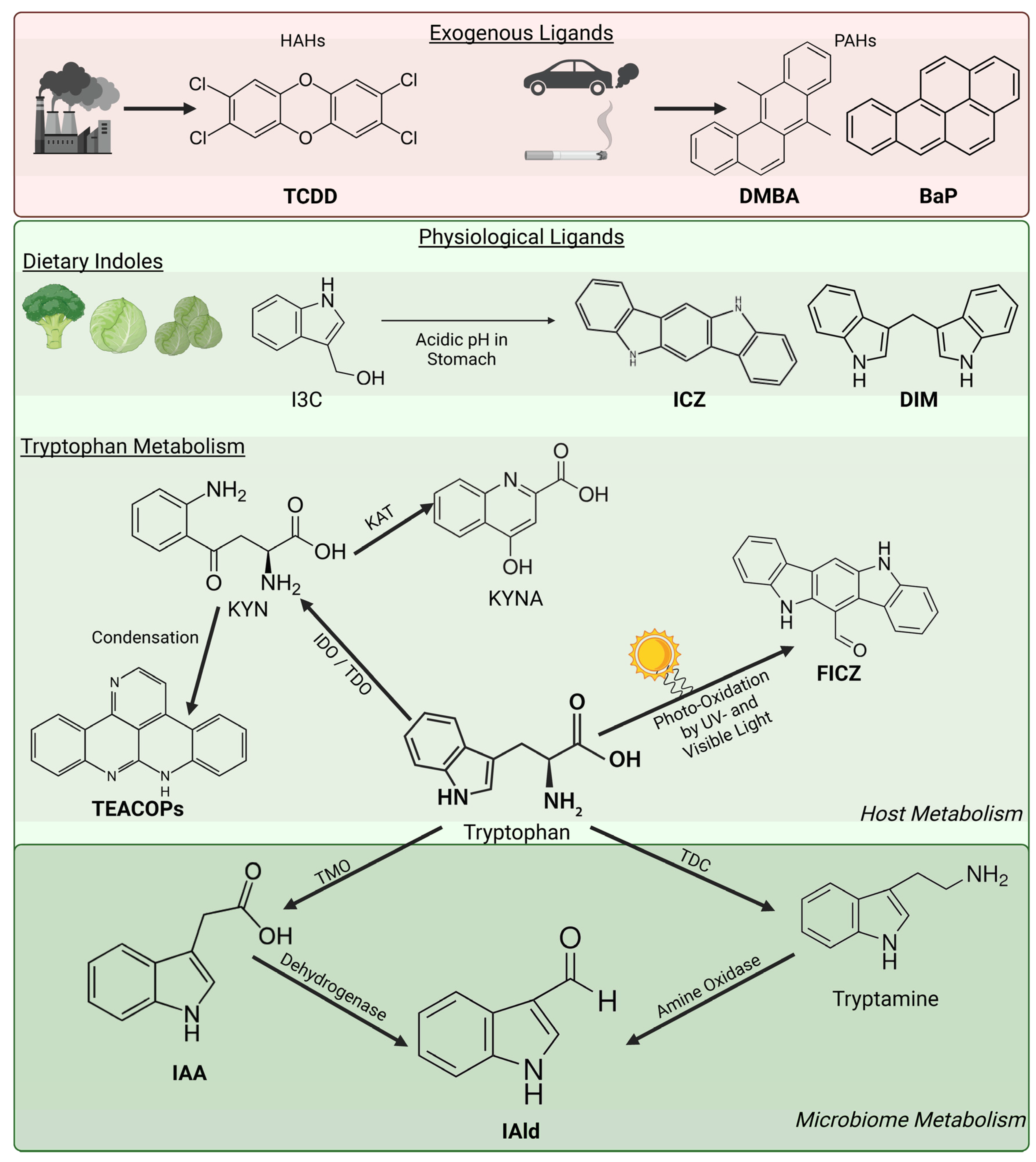 The Aryl Hydrocarbon Receptor (AHR): Peacekeeper of the Skin