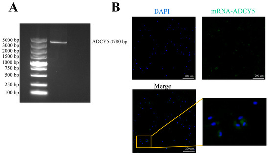 ADCY5 Gene Affects Seasonal Reproduction in Dairy Goats by