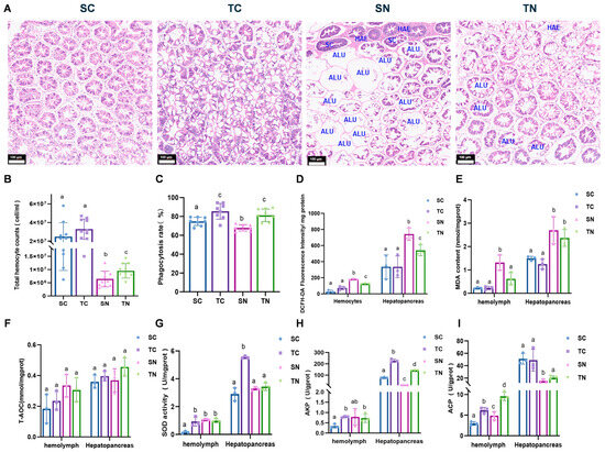 The Role of HSP90 Inhibitors in the Treatment of