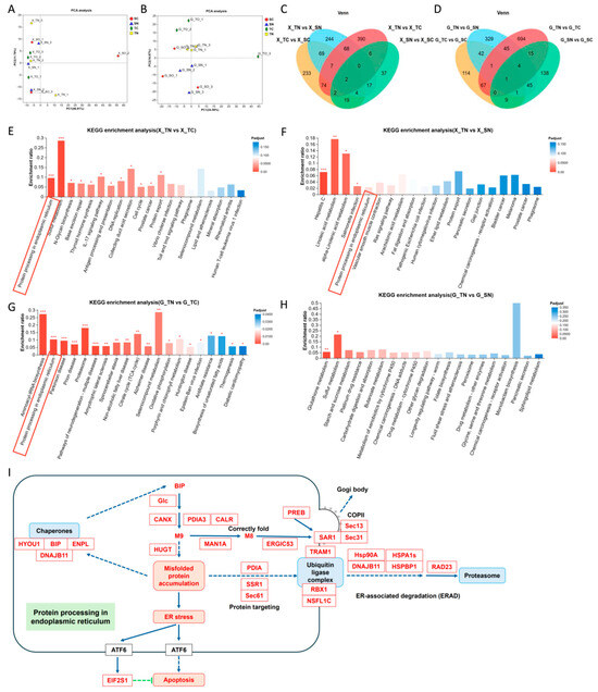 The Role of HSP90 Inhibitors in the Treatment of