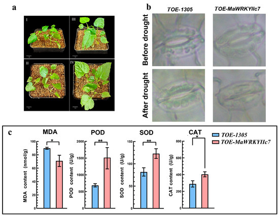 The Mulberry WRKY Transcription Factor MaWRKYIIc7