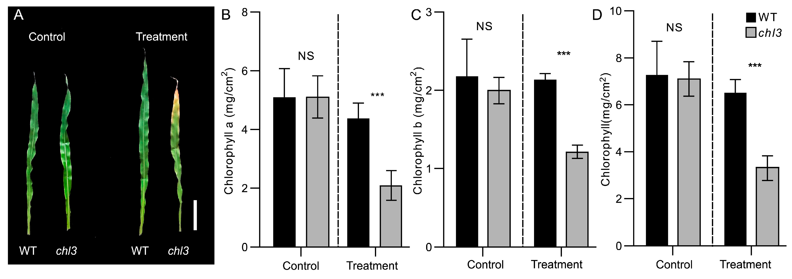 A Starch Phosphorylase, ZmPHOH, Improves Photosynthetic