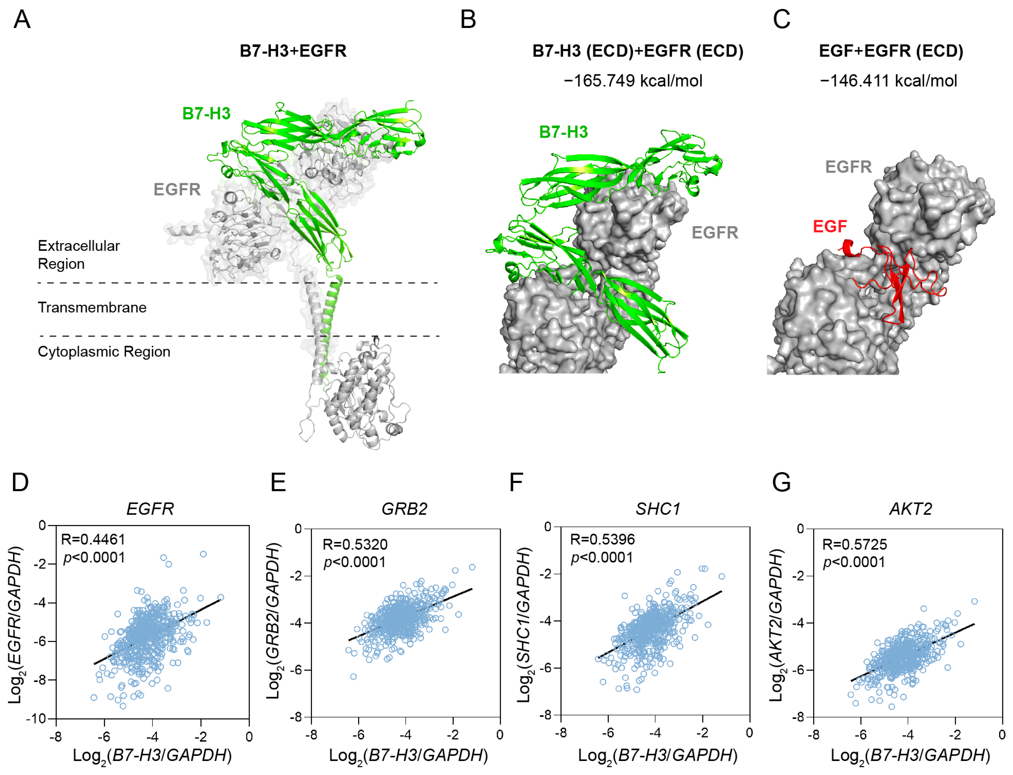 Identification of the B7-H3 Interaction Partners Using a