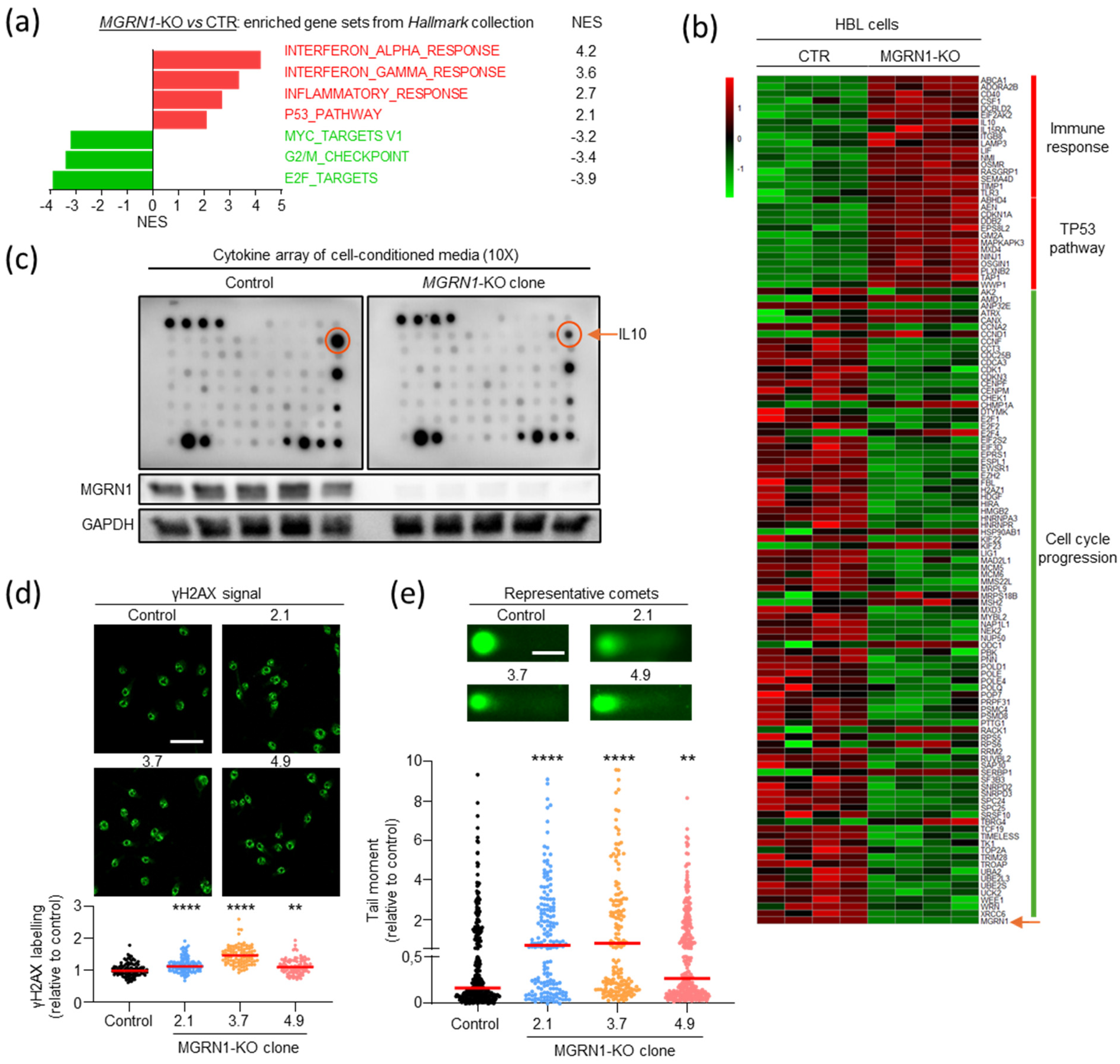 Ijms 26 01739 g004 Ijms 26 01739 g004