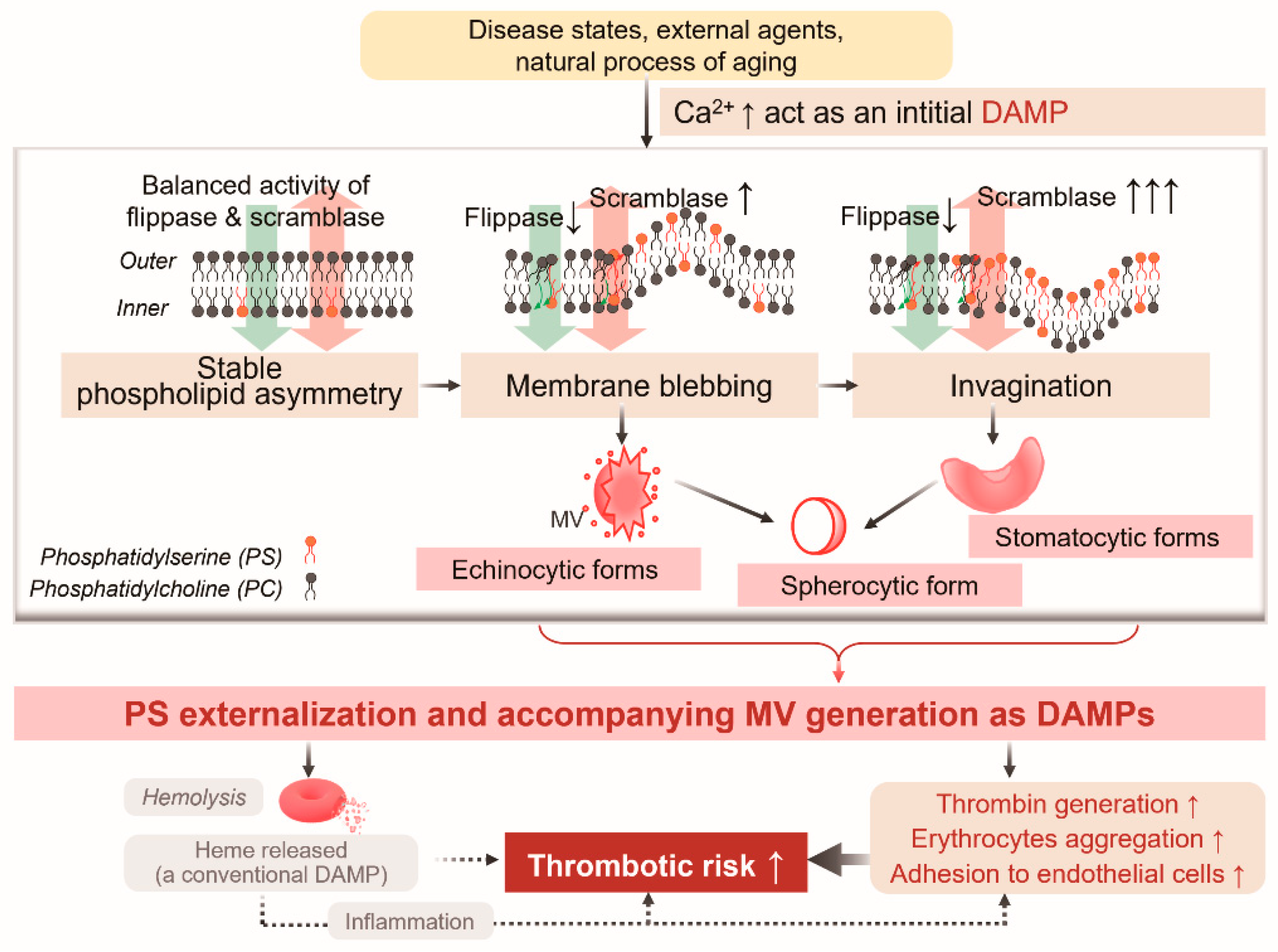 Ijms 26 01747 sch001