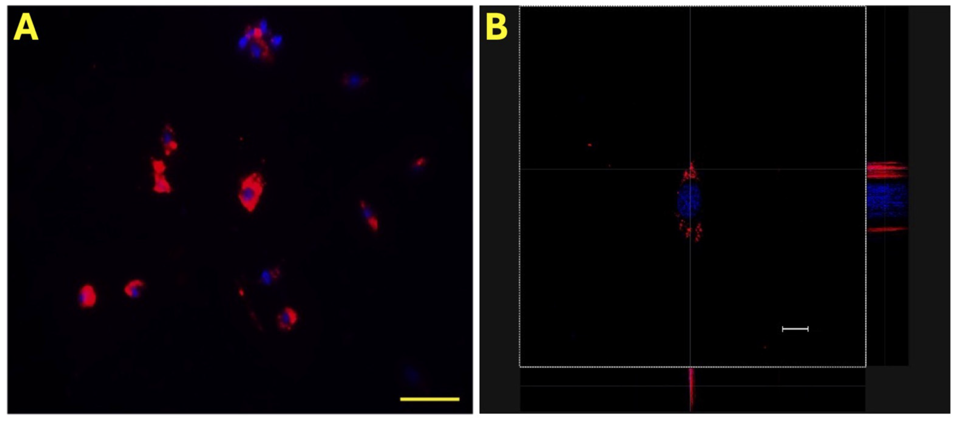 Ijms 26 01784 g001 Ijms 26 01784 g001