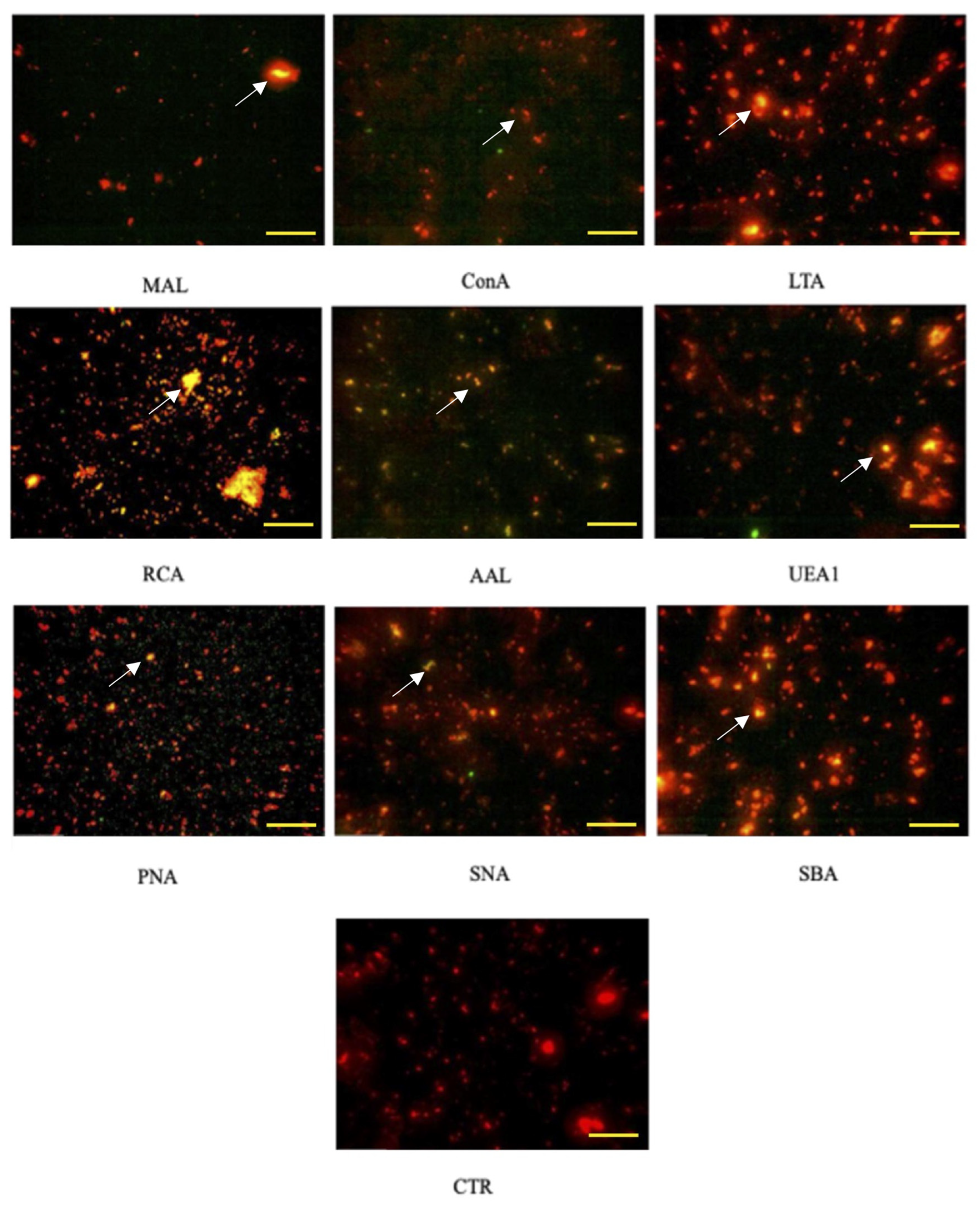 Ijms 26 01784 g002 Ijms 26 01784 g002