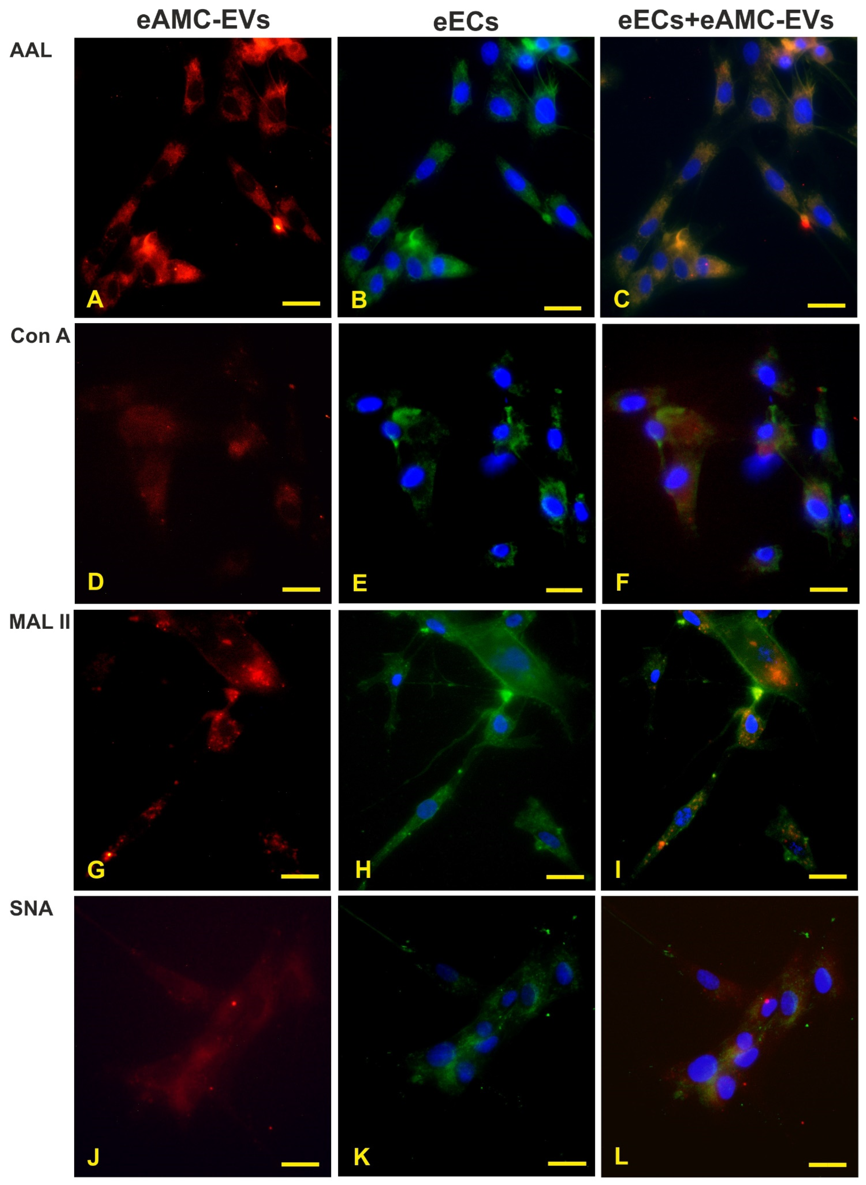 Ijms 26 01784 g004 Ijms 26 01784 g004