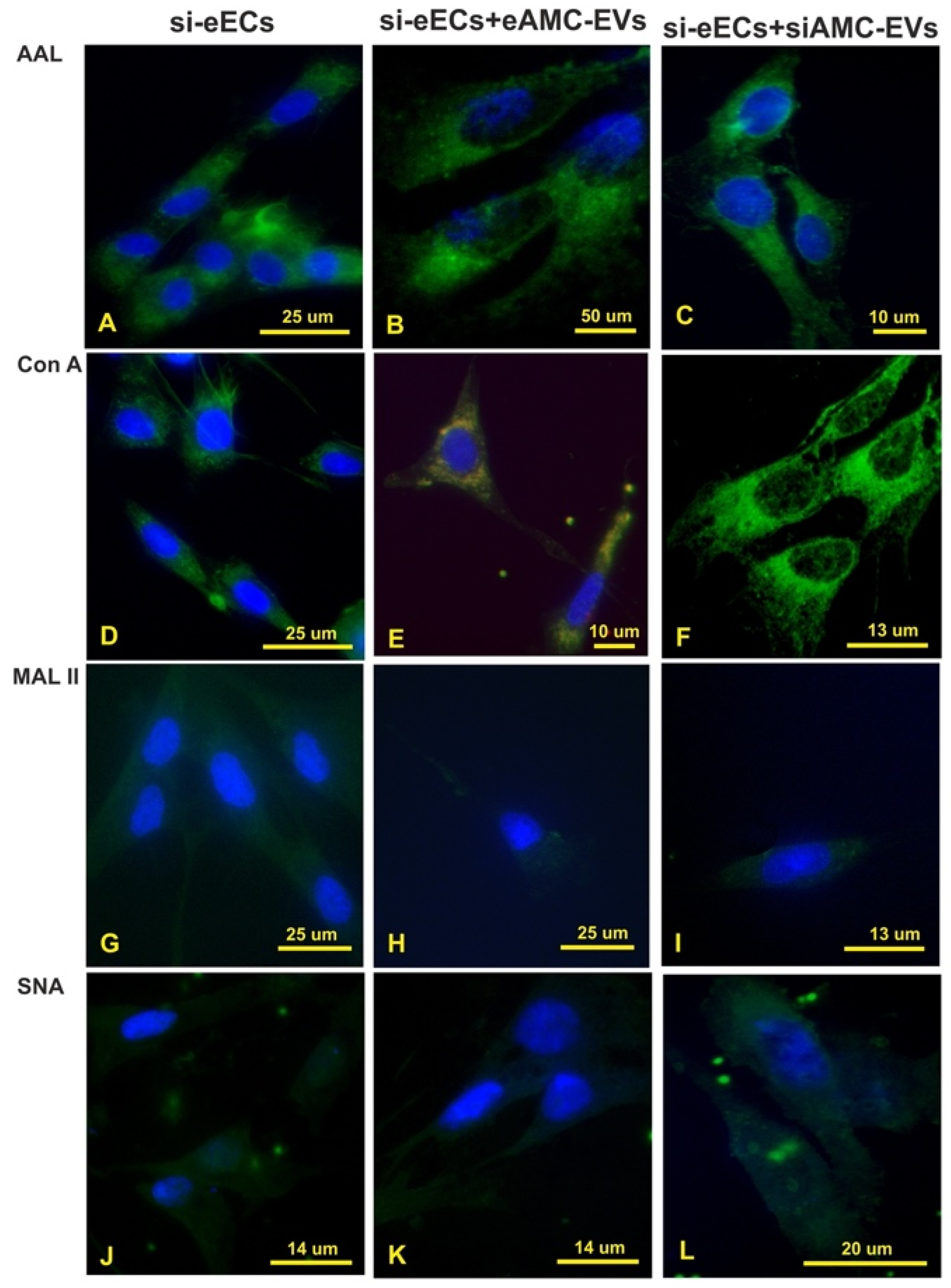 Ijms 26 01784 g007 Ijms 26 01784 g007