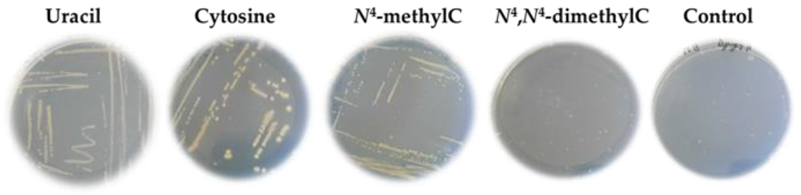 Ijms 26 01812 g001 Ijms 26 01812 g001