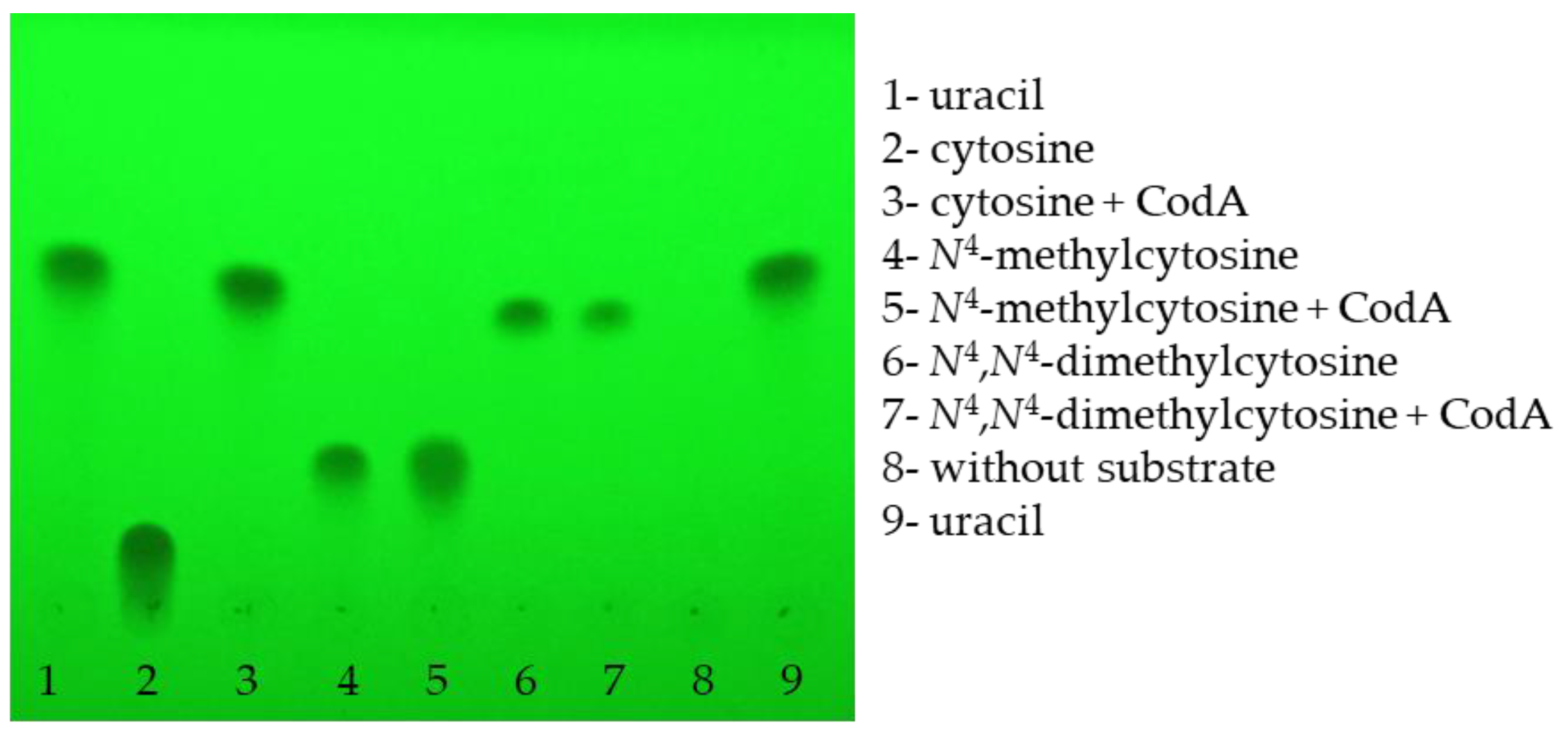 N4-Methylcytosine Supports the Growth of Escherichia coli
