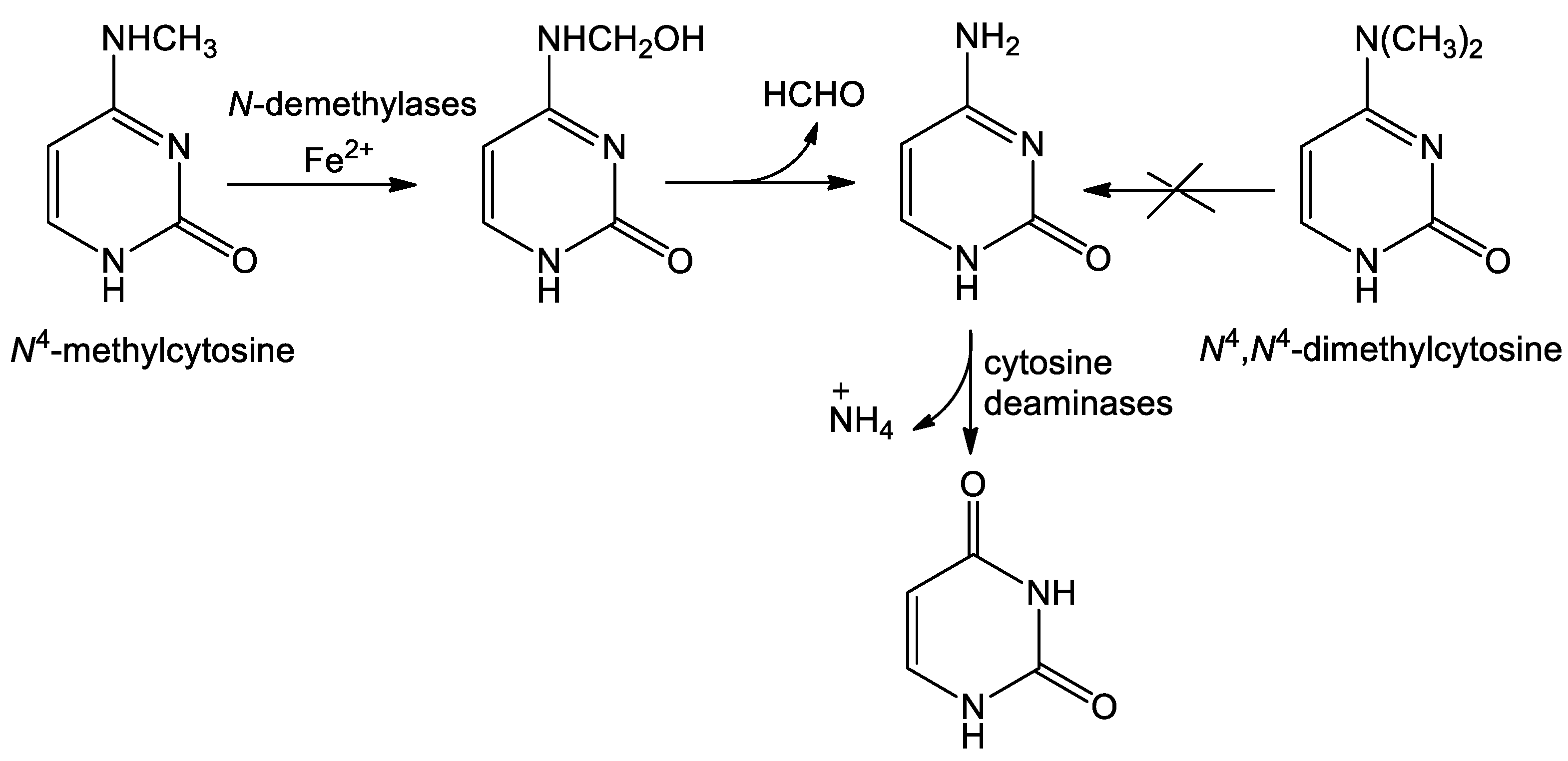 Ijms 26 01812 g006 Ijms 26 01812 g006