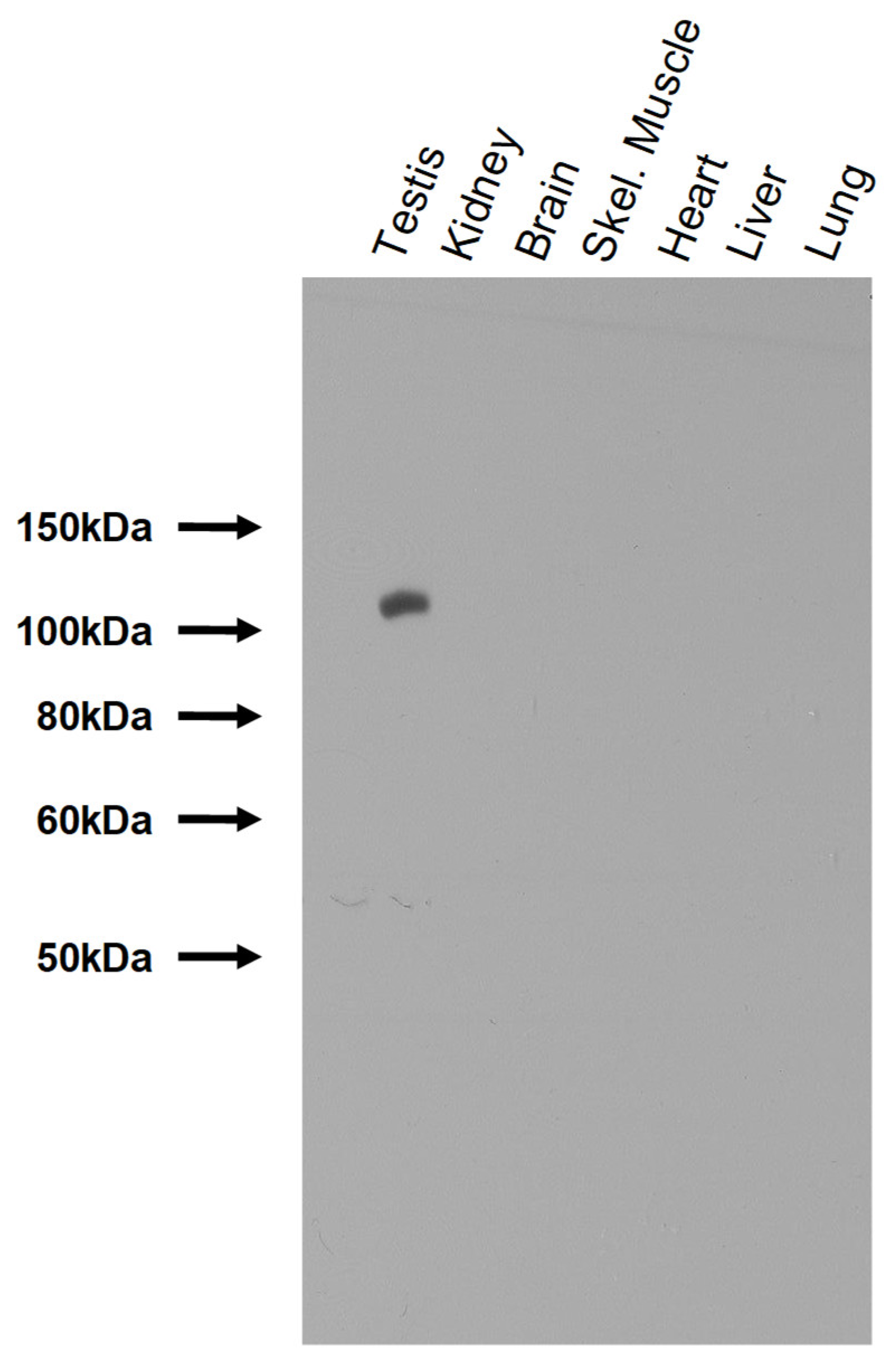 Ijms 26 01817 g001 Ijms 26 01817 g001