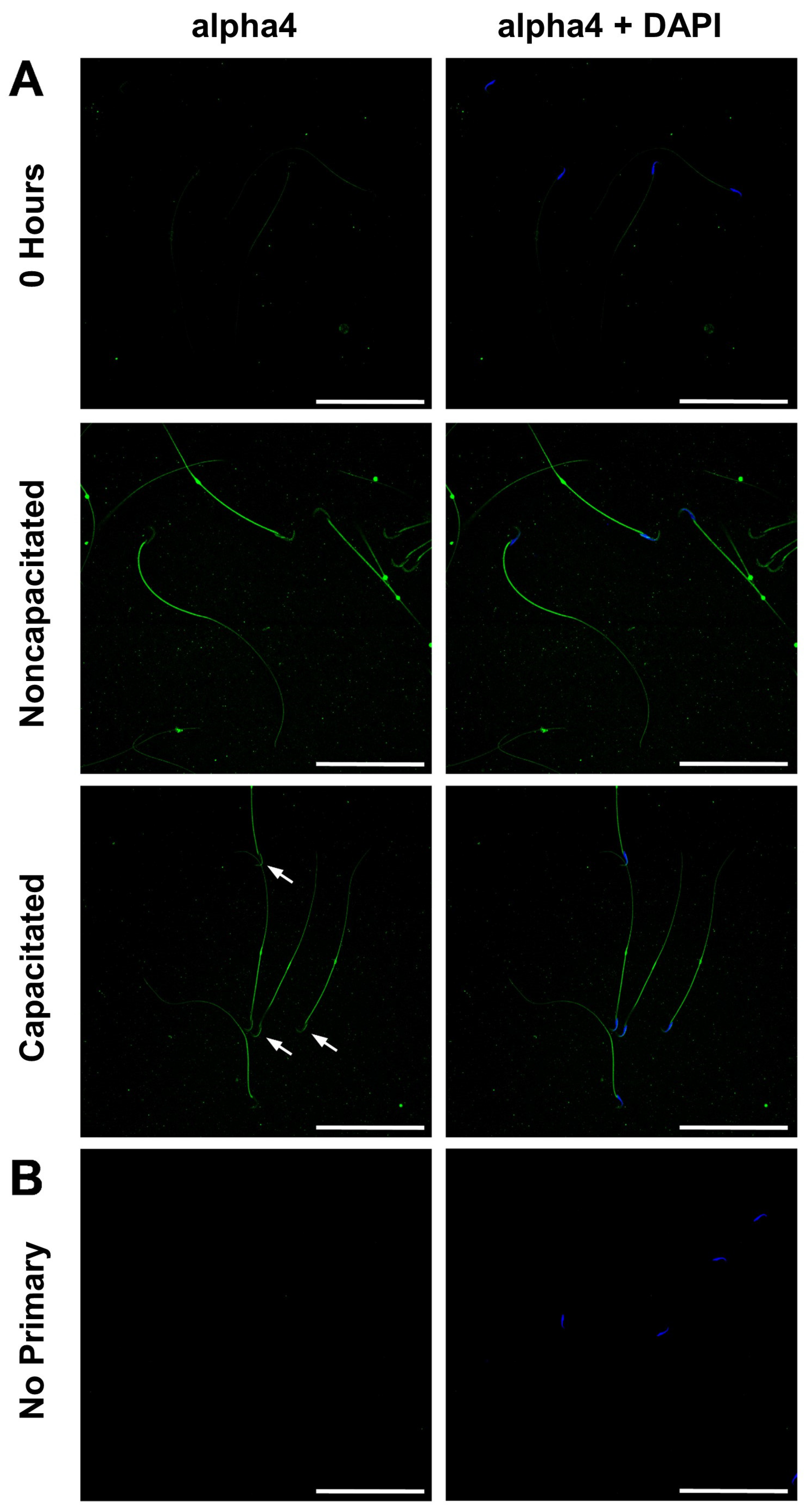 Ijms 26 01817 g003 Ijms 26 01817 g003