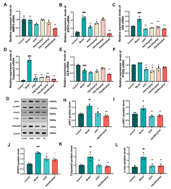 The Extract of Piper nigrum Improves the Cognitive