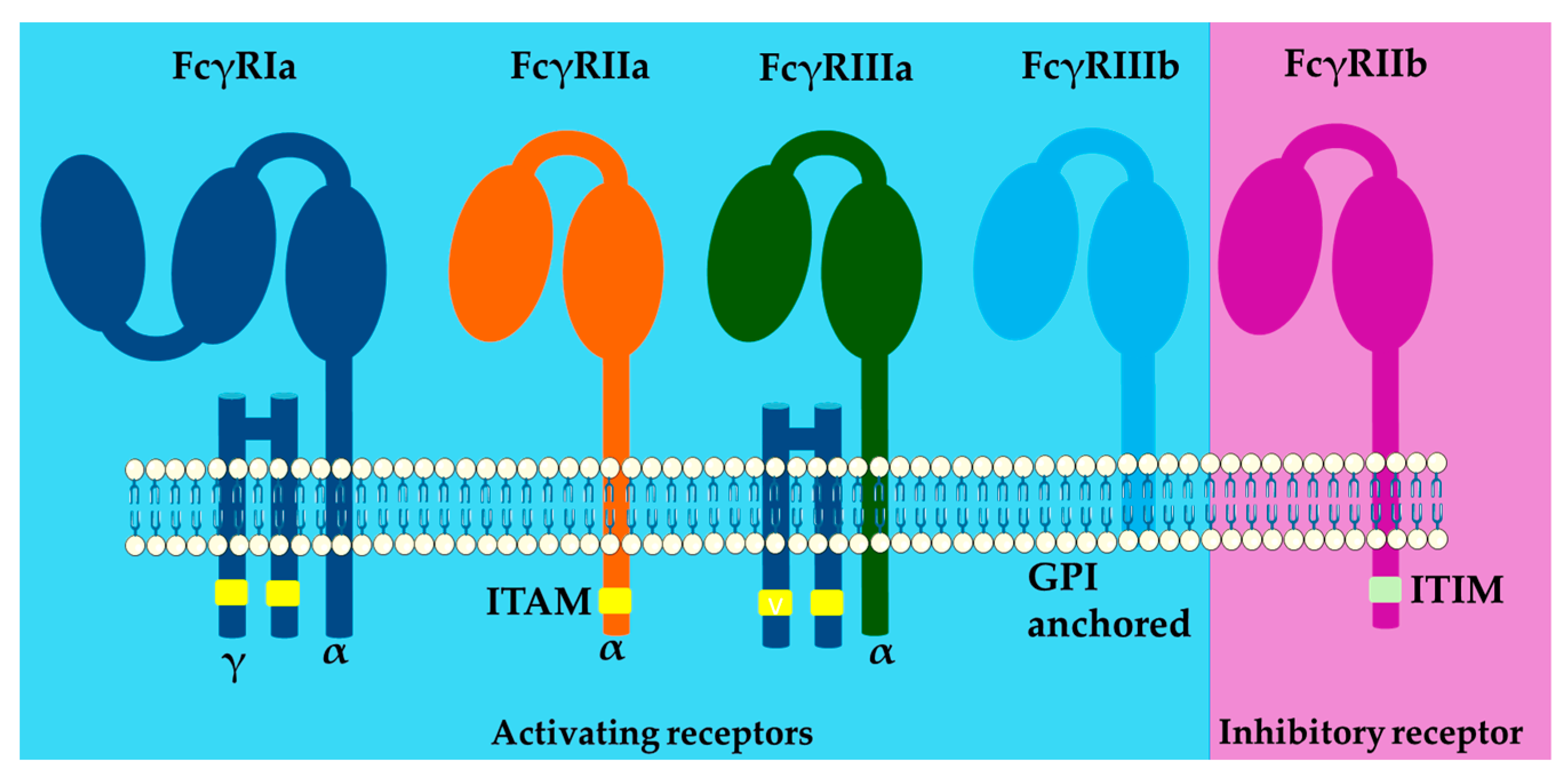 Ijms 26 01851 g002 Ijms 26 01851 g002