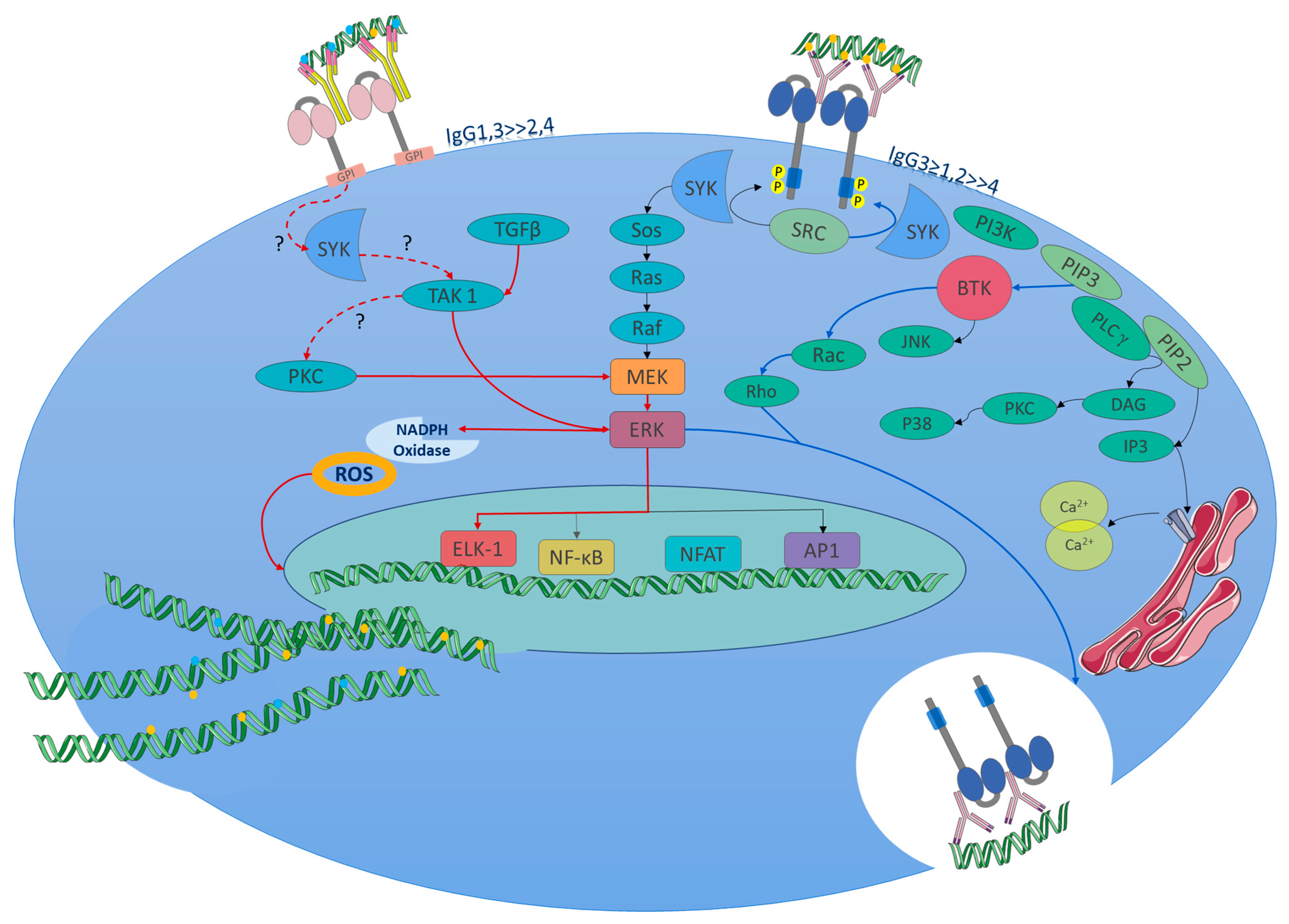 Ijms 26 01851 g004 Ijms 26 01851 g004