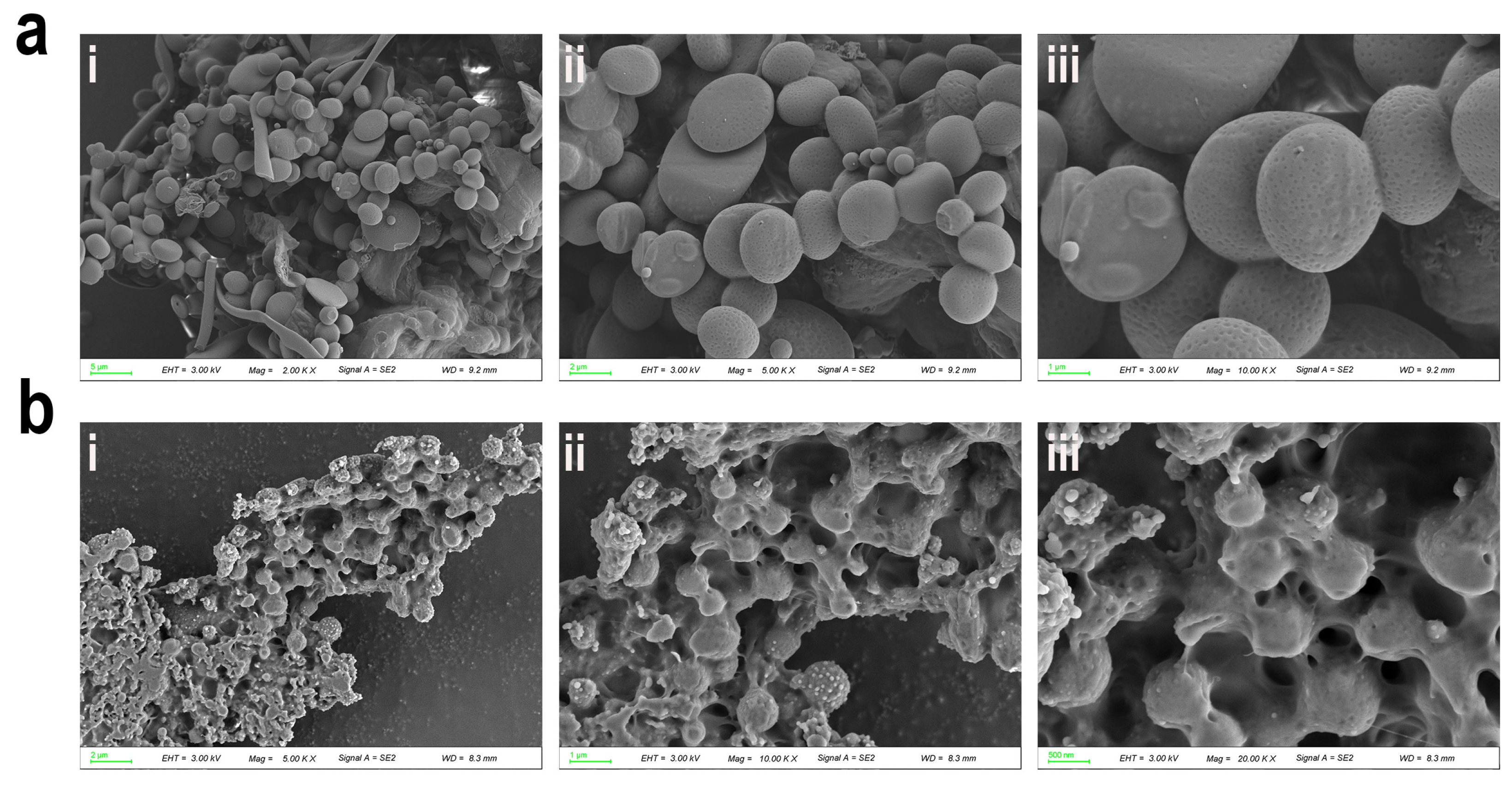 Ijms 26 01869 g003 Ijms 26 01869 g003