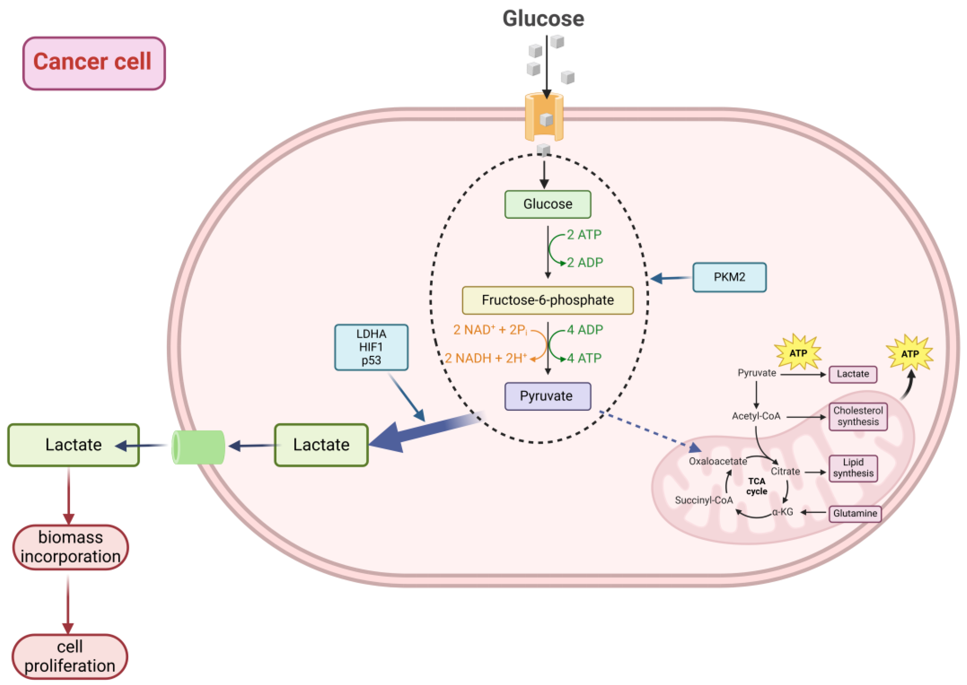 Ijms 26 01879 g001 Ijms 26 01879 g001