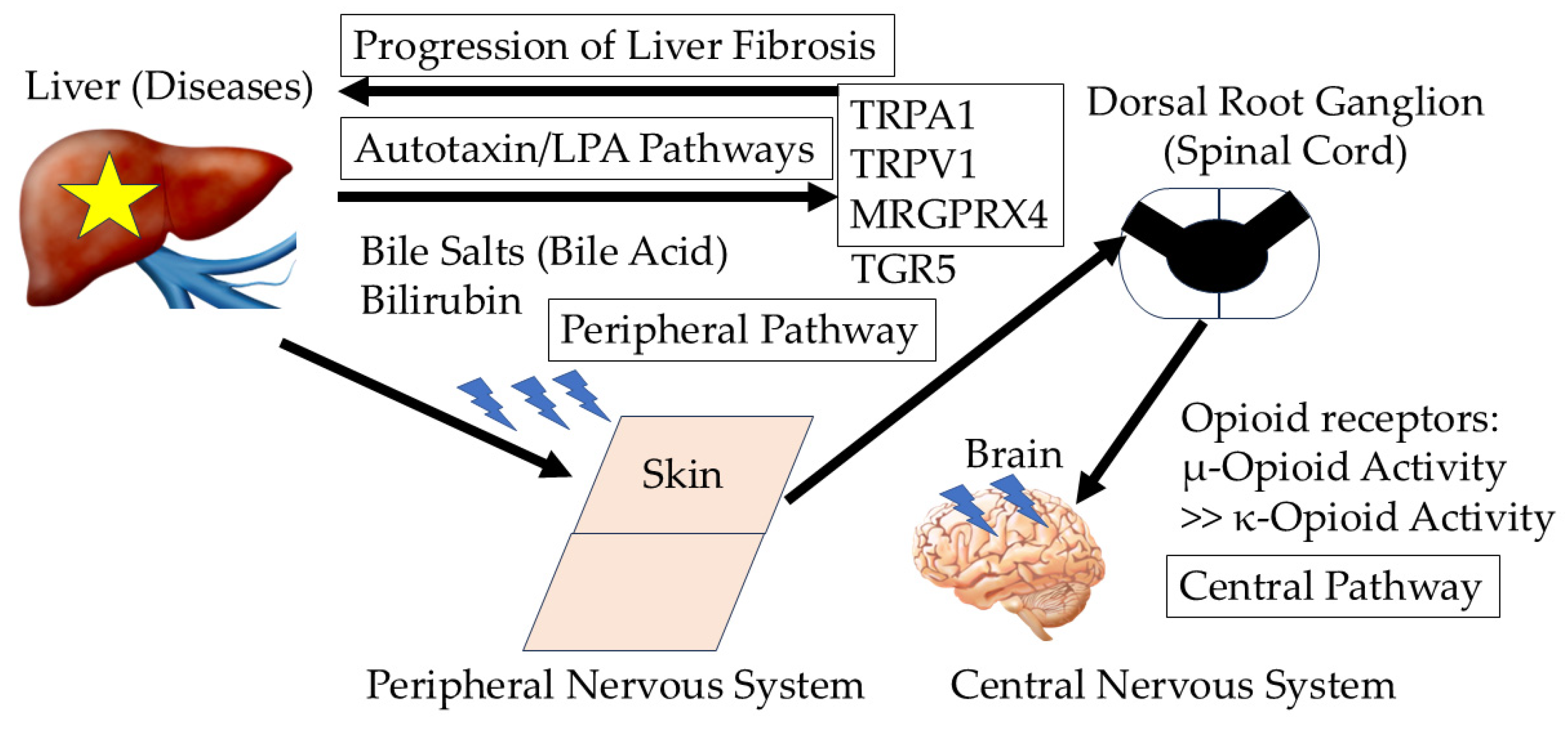 ヤナギ Pruritus in Chronic Cholestatic Liver Diseases, Especially