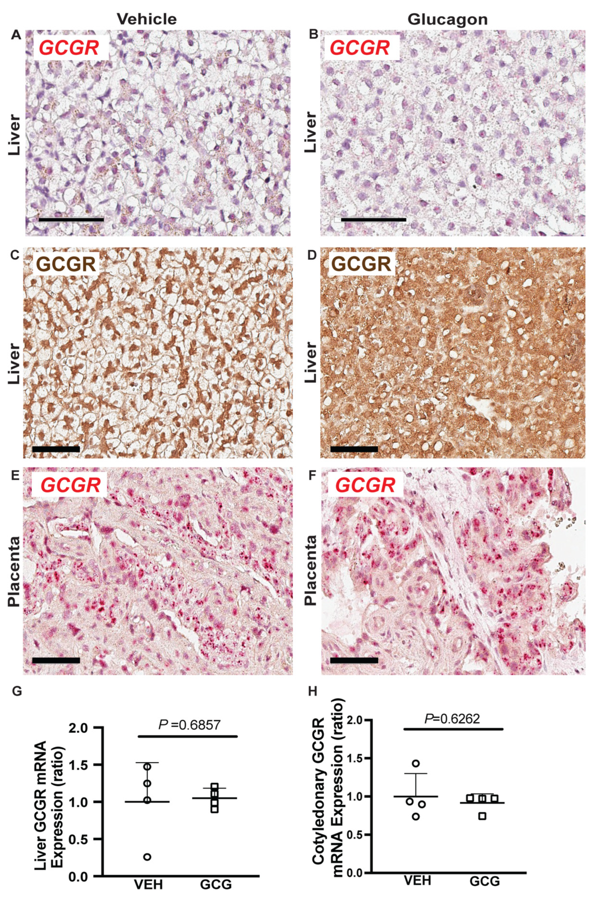 Ijms 26 01904 g002 Ijms 26 01904 g002