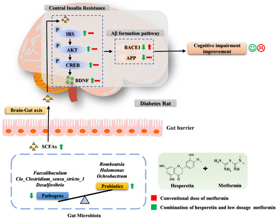 Hesperetin-Enhanced Metformin to Alleviate Cognitive