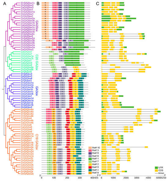 Genome-Wide Characterization of Gibberellin Oxidase Genes