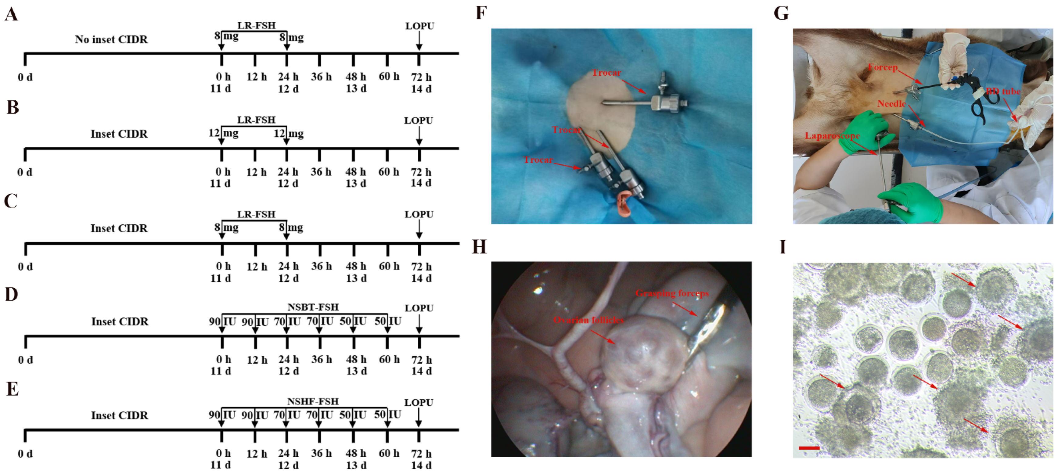 Ijms 26 01989 g001 Ijms 26 01989 g001