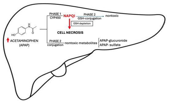 Drug-Induced Liver Injury—Pharmacological Spectrum Among