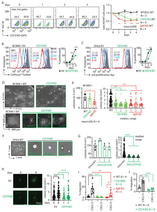 CXCR4 Inhibition Enhances the Efficacy of CD19 Monoclonal