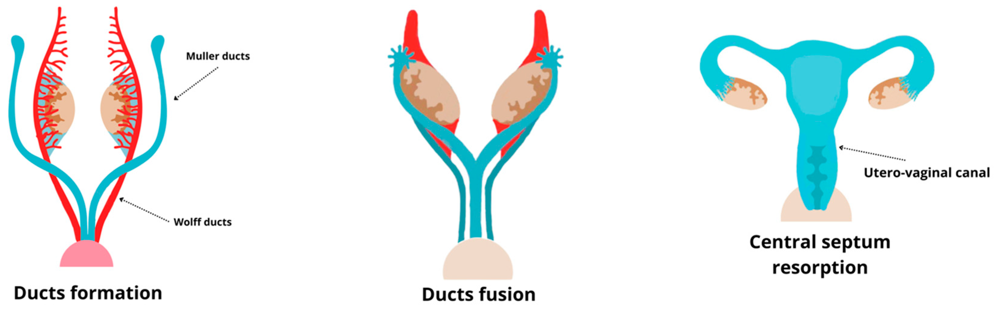 Ijms 26 02076 g001 Ijms 26 02076 g001