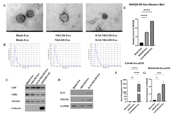 Overexpression of NKG2D and IL24 in NK Cell-Derived Exosomes for